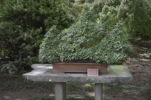 bonsai tree in the pot in the garden of public park in Jeju Isla