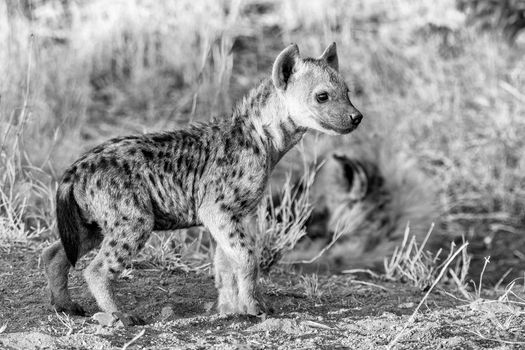 A spotted hyena cub at sunset in the Mpumalanga Province of South Africa. Monochrome