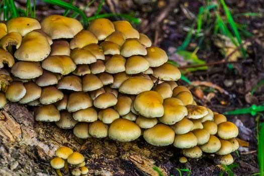 group of light brown chestnut brittlestem mushrooms, common fungi specie from Europe