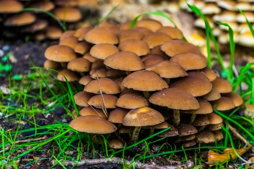 chestnut brittlestem, clustered group of mushrooms, common fungi from Europe