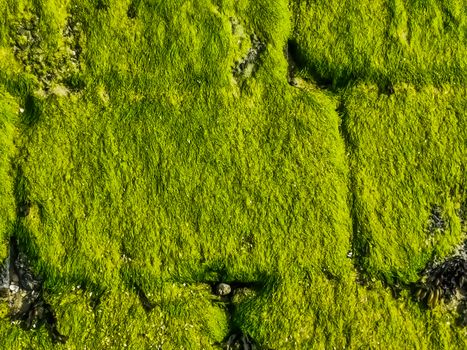 stone wall pattern covered in green seaweed, coastal nature background pattern