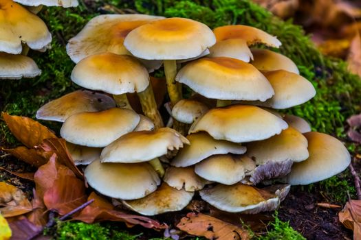 closeup of yellow chestnut brittlestem mushrooms, common fungi specie from Europe
