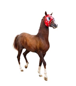 red stallion isolated on white background