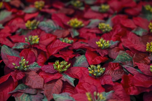 Closeup of red poinsettia flowers Euphorbia pulcherrima