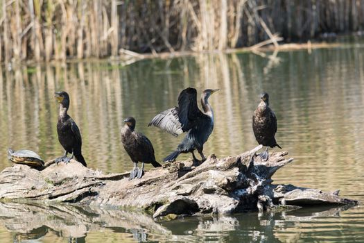 Four Double-crested Cormorants on a log in a pond with a turtle.