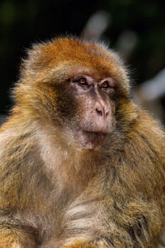Closeup Portrait of Barbary Macaque (Macaca Sylvanus) 