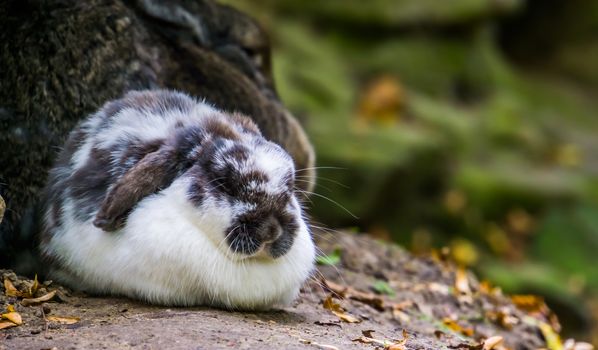 closeup of a white and black european rabbit, popular domesticated bunny specie