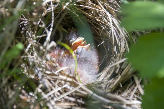 shaggy birds in the nest