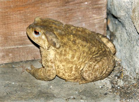 European toad of the Bufoniade family