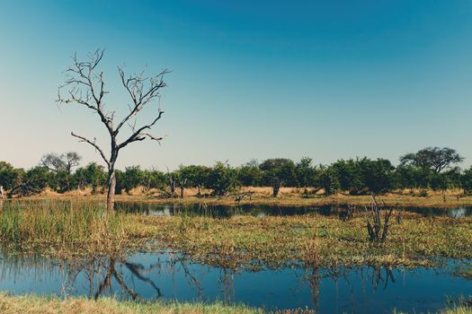 Moremi game reserve landscape, Botswana Africa wilderness