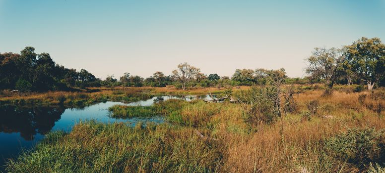 Moremi game reserve landscape, Botswana Africa wilderness