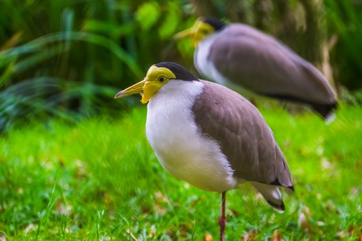 closeup of a masked lapwing, tropical bird specie from Australia, Wading birds