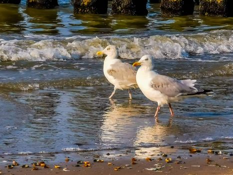 european herring gull couple walking together in the ocean surf at the beach of domburg, Zeeland, The Netherlands