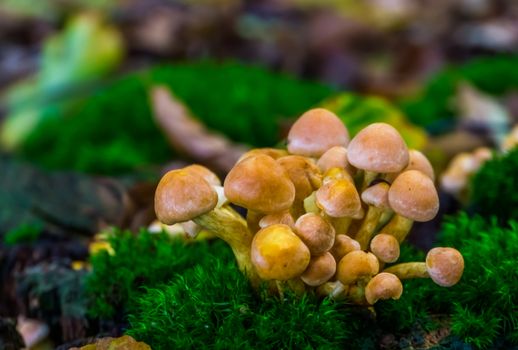 Cluster of light brown galerina marginata mushrooms, toxic fungi specie from Europe