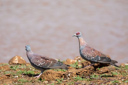 speckled pigeon Ethiopia, Africa wildlife