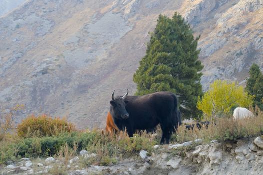 Portrait of yak (Black Himalayan ox) standing on mountain. Animal in nature behaviour themes. Animals in the wild with wilderness background. Kaza, Himachal Pradesh, India, South East Asia Pac