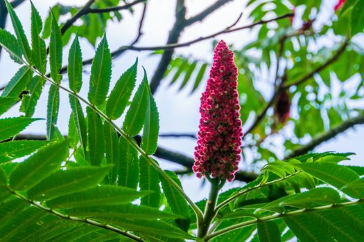 closeup of a staghorn sumac with blooming flowers, tropical cashew plant specie from America