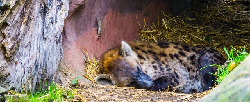 closeup portrait of a spotted hyena sleeping during day time, Nocturnal wild dog from the desert of africa