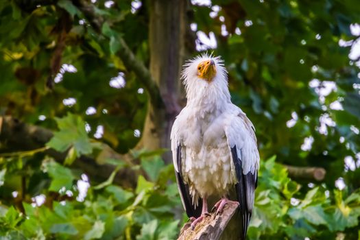 closeup of a white egyptian vulture sitting on a tree branch, tropical scavenger bird specie from Africa