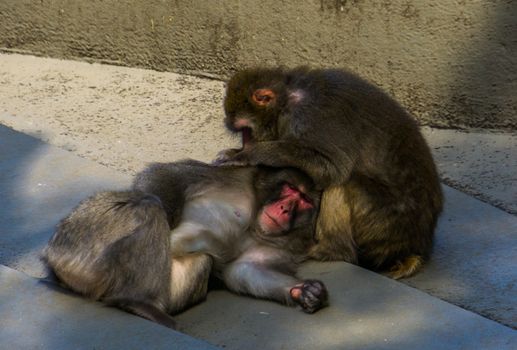 japanese macaque couple grooming each other in closeup, typical social primate behavior, tropical monkey specie from Japan
