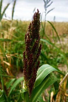 Barnyard millet. Echinochloa esculentaor Japanese millet. Nature