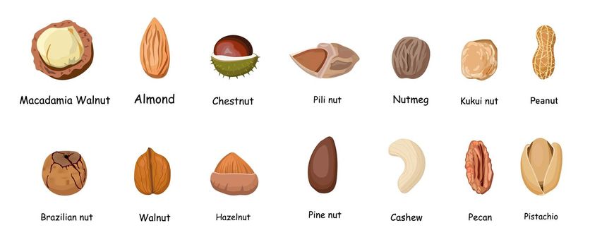 Set of different cartoon nuts illustration isolated on white background. Kawaii peanuts, hazelnuts, walnuts, Brazil nuts, pistachios, cashews, pecans, almonds, macadamia..