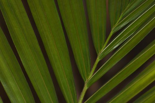 Green Majesty Palm Leaf Close-up Frame (Ravenea rivularis)