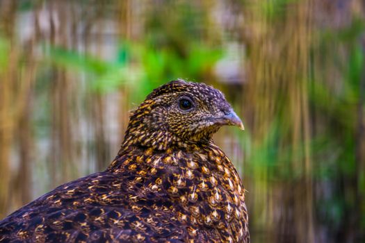 female crimson horned pheasant with its face in closeup, tropical bird specie from the himalaya mountains of Asia