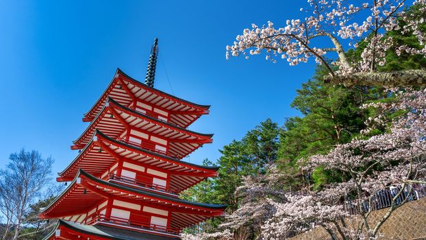 Red pagoda and cherry blossoms in spring, Japan.