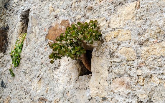 Wild plant growing on a stone wall
