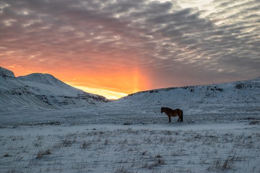 Horse in the mountains at sunset, Iceland