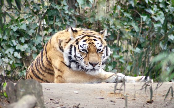 siberian tiger (Pantera tigris altacia)