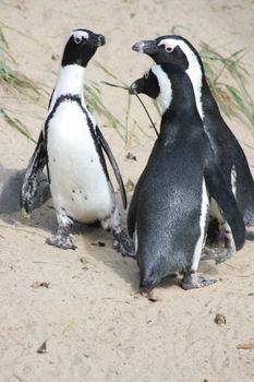 Humboldt penguins (Spheniscus humboldti)