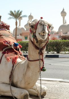 riding camel in a bright blanket on the sunny street of Sharm El