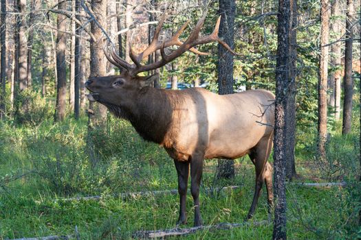 American elk, Cervus canadensis