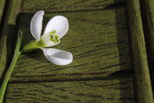 snowdrop on a green background