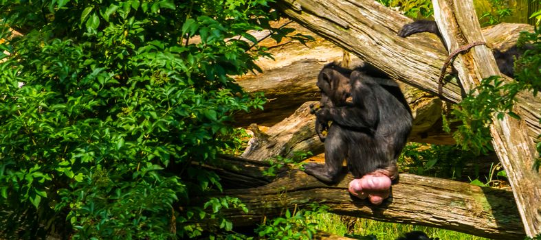 chimpanzee with many genital swellings, Tumescence by hormones, Endangered animal specie from Africa