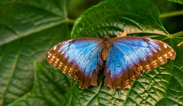 beautiful closeup of a Peleides blue morpho butterfly with open wings, Tropical insect specie from America
