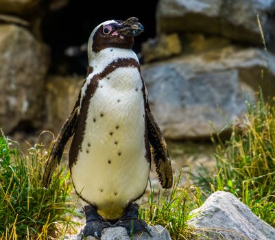 funny closeup of a african penguin standing on a rock, Endangered bird specie from Africa
