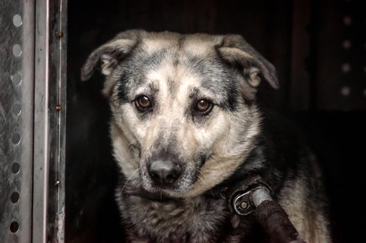 old stray dog ​​with sad eyes in a shelter