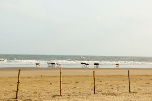 Holy Cows grazing in groups spending days sunning themselves in warm sand on Goa Sea Beach. Indian Ocean in background. Domestic animals in the wild nature theme. Travel Tourism. India South Asia Pac