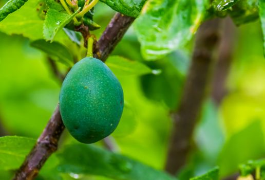 closeup of a unripe green plum, prunus a popular fruiting plant specie from Europe and Asia, Gardening and agriculture background