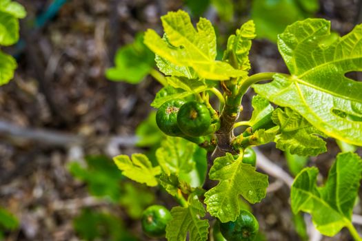 closeup of a small fig tree with unripe figs, popular tropical fruiting plant specie from Asia
