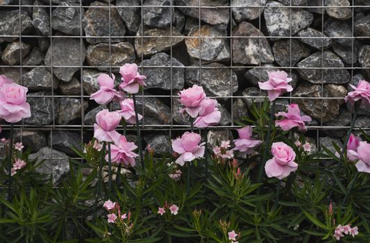 Pink flowers with a natural stone wall on a background.