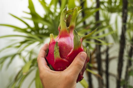 Male hand holding a dragon fruit with a palm tree on a background. Dragon fruit or pitaya. Tropical and exotic fruits. Healthy and vitamin food concept.