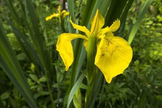 yellow iris in wild nature and green leaves as background with small fly on the leave