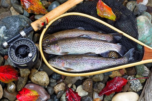 Autumn Trout Fishing 