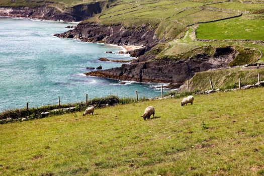 The essence of Ireland with sheep and green pastures 