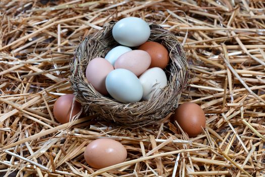 Naturally colorful eggs in bird nest for Easter holiday backgrou