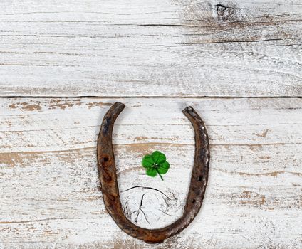 Lucky rusty Horseshoe with Real Four Leaf Clover on rustic white